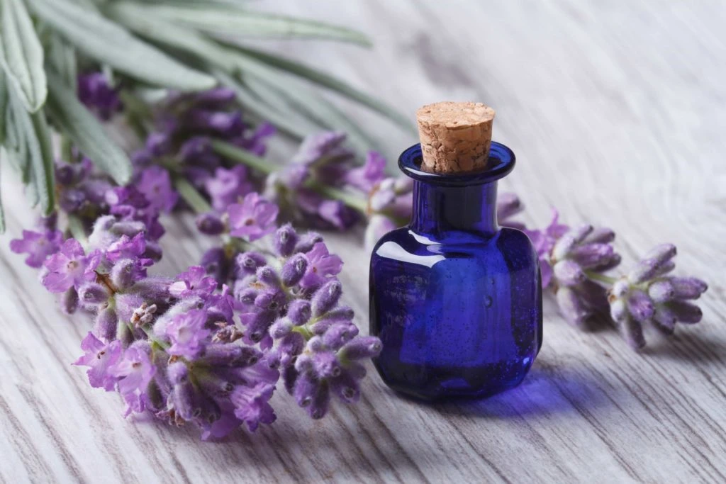 Lavender Essential Oil